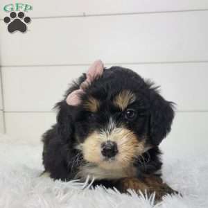 Briana, Bernedoodle Puppy